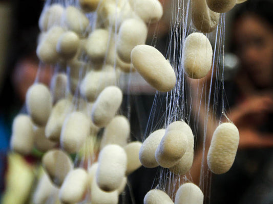 Silk Worm Pods